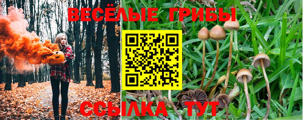цены наркотик  Вход с VPN  Армавир  Псилоцибиновые грибы Psilocybine cubensis 